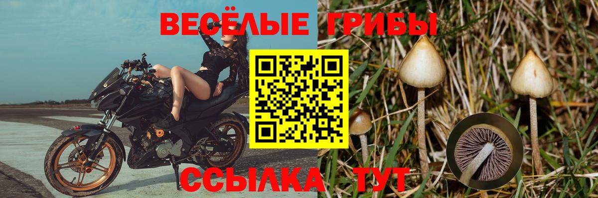 Псилоцибиновые грибы Psilocybine cubensis Балтийск